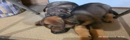 Mixed Breed dogs for sale: Stunning German Shepherd,Australian Kelpie Puppies in Littlehampton - Advert 13