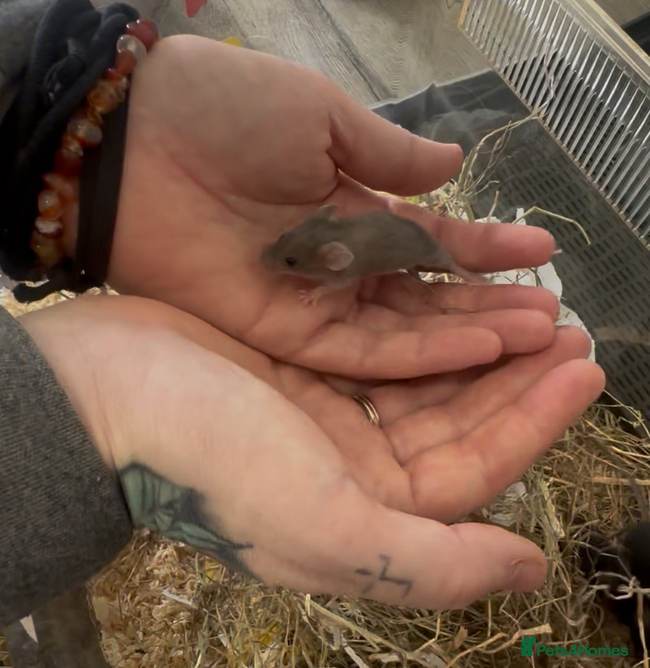 Mouse rodents Black Mice - Males & Females - Advert 1