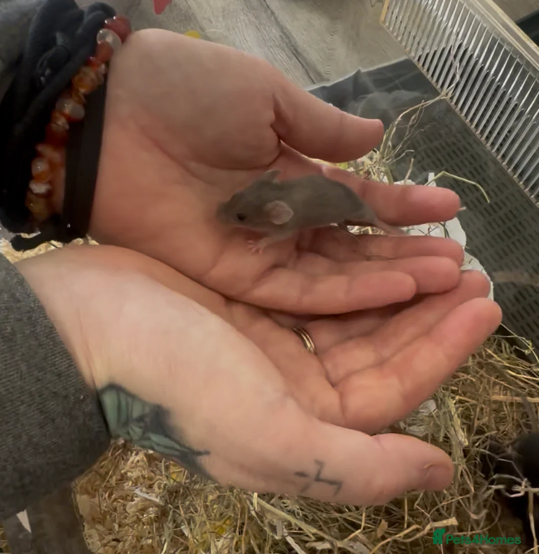 Mouse rodents for sale: Black Mice - Males & Females - Advert 1