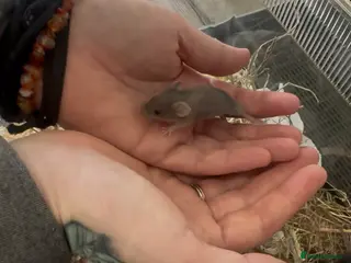 Mouse rodents Black Mice - Males & Females - Advert 1