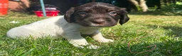 English Springer Spaniel dogs for sale: English Springer Spaniel, KC registered puppies - Advert 12