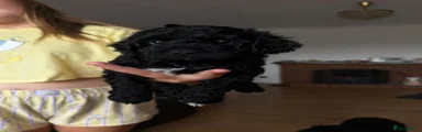 Cockaposhon Girl black