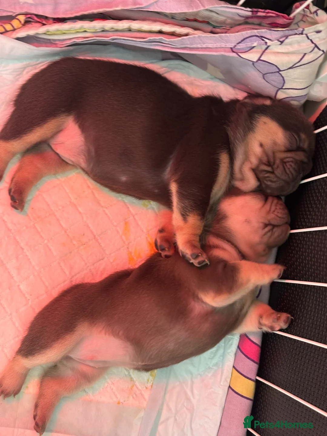 French Bulldog dogs for sale: 7 French Bulldog puppies  - Advert 11