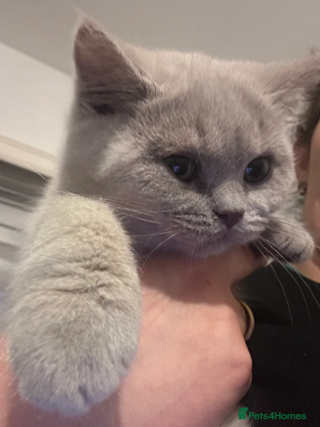 British Shorthair cats for sale: British shorthair Mixed litter  - Advert 6
