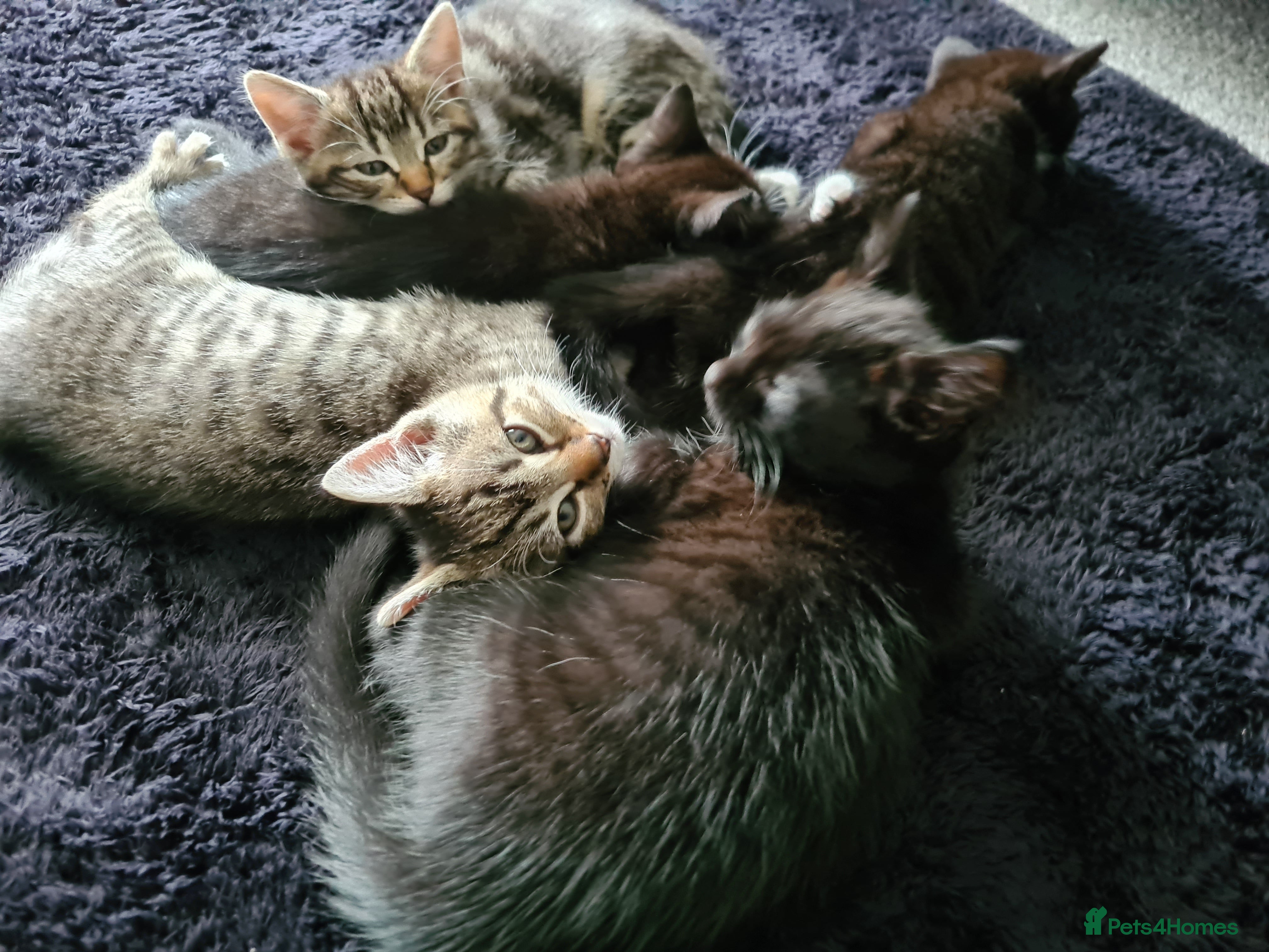 Mixed Breed cats Gorgeous kittens looking for Loving Homes - Advert 2