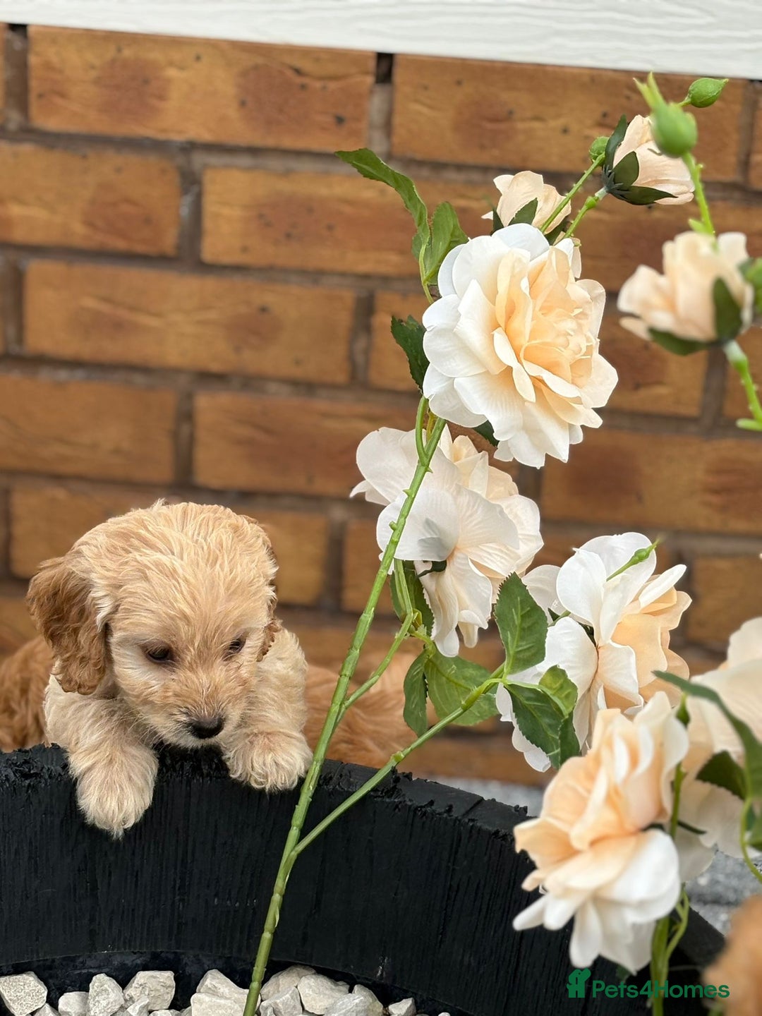Cockapoo dogs for sale: Adorable cockapoos - Image 5