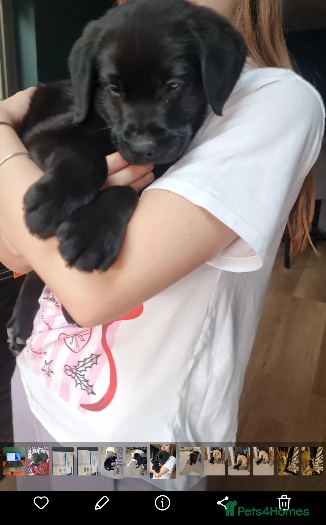 Labrador Retriever dogs for sale: Labrador retriever boy puppy  - Advert 6