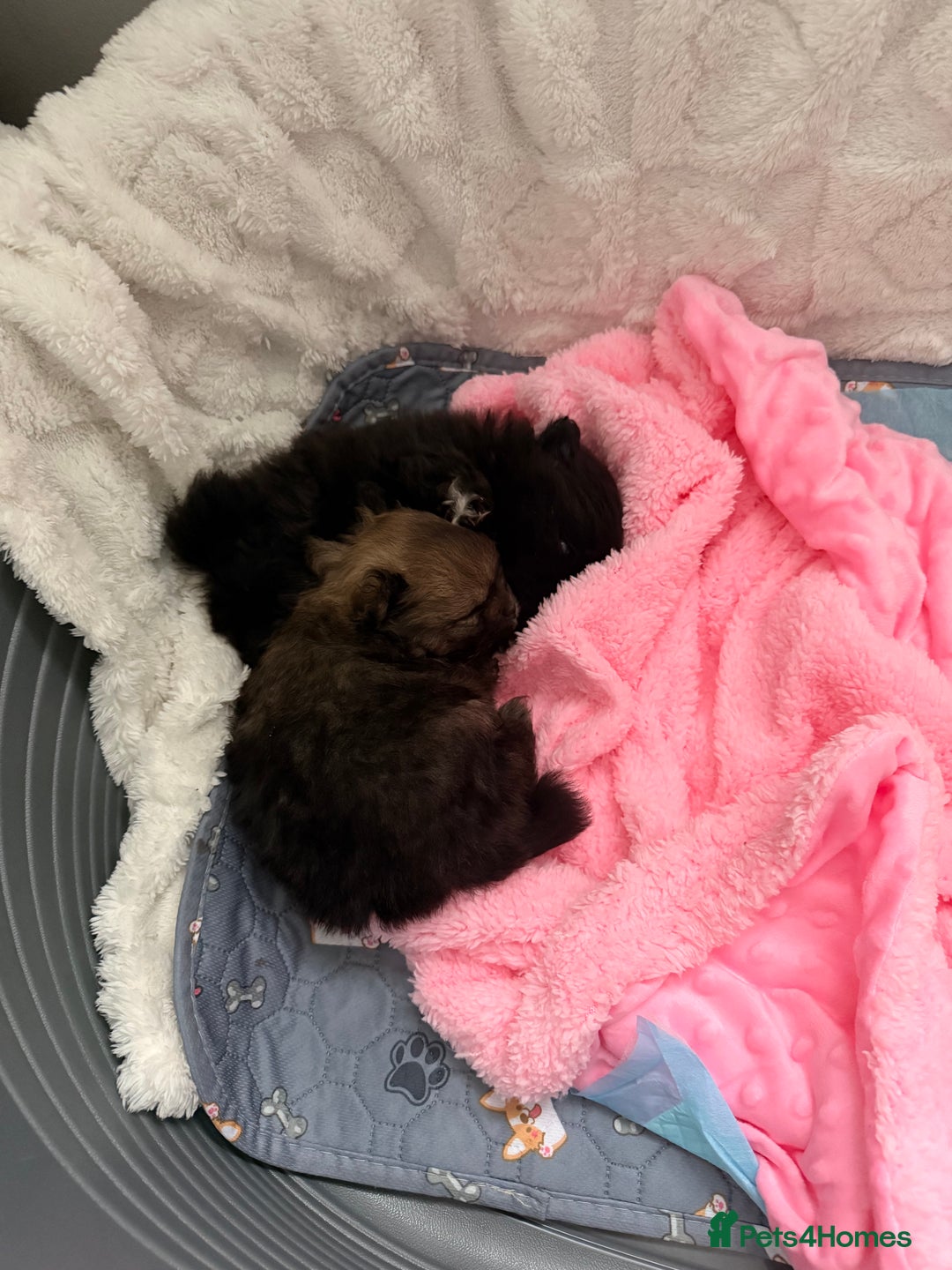 Pomeranian dogs for sale: Tiny Pomeranians - only boy left  - Advert 3