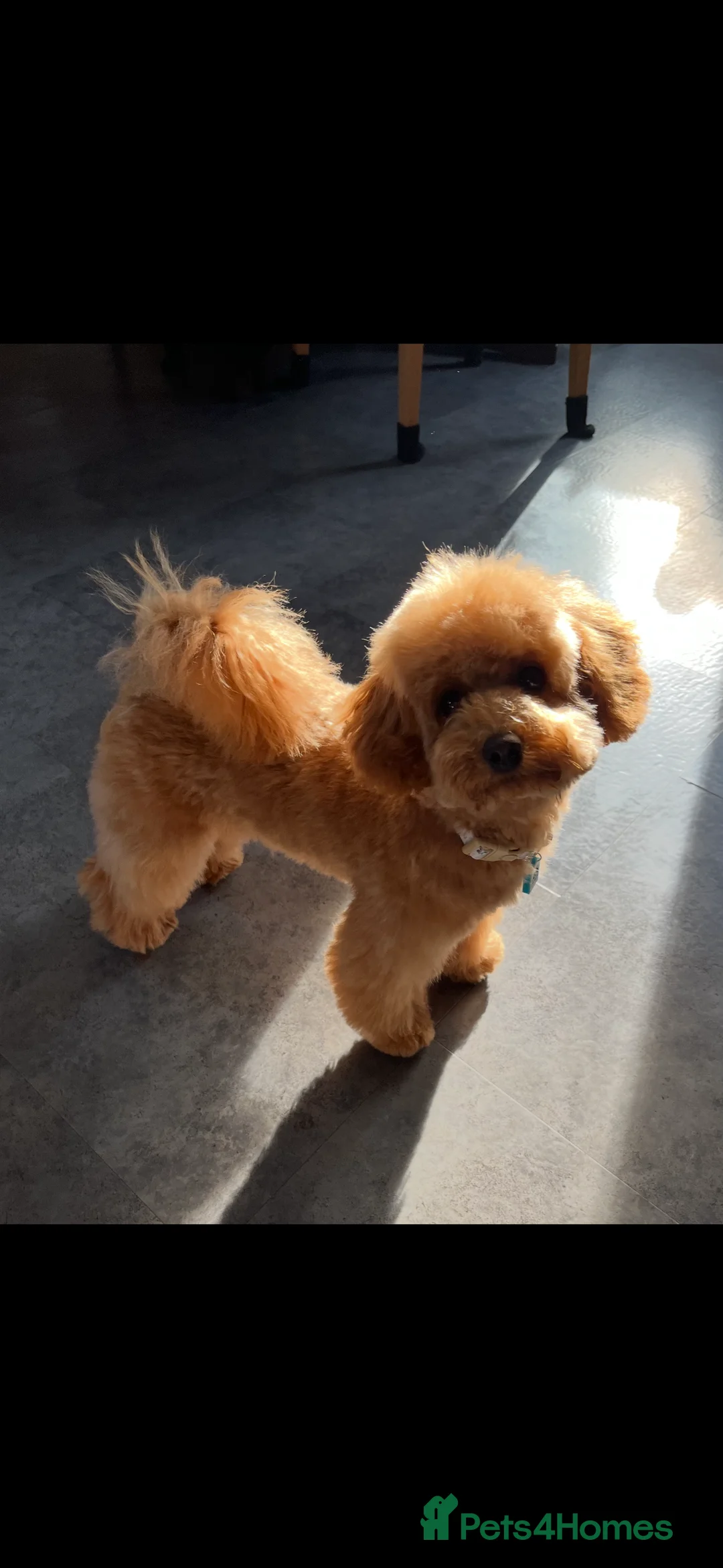 Toy Poodle dogs for stud: Red toy poodle for stud - Advert 7