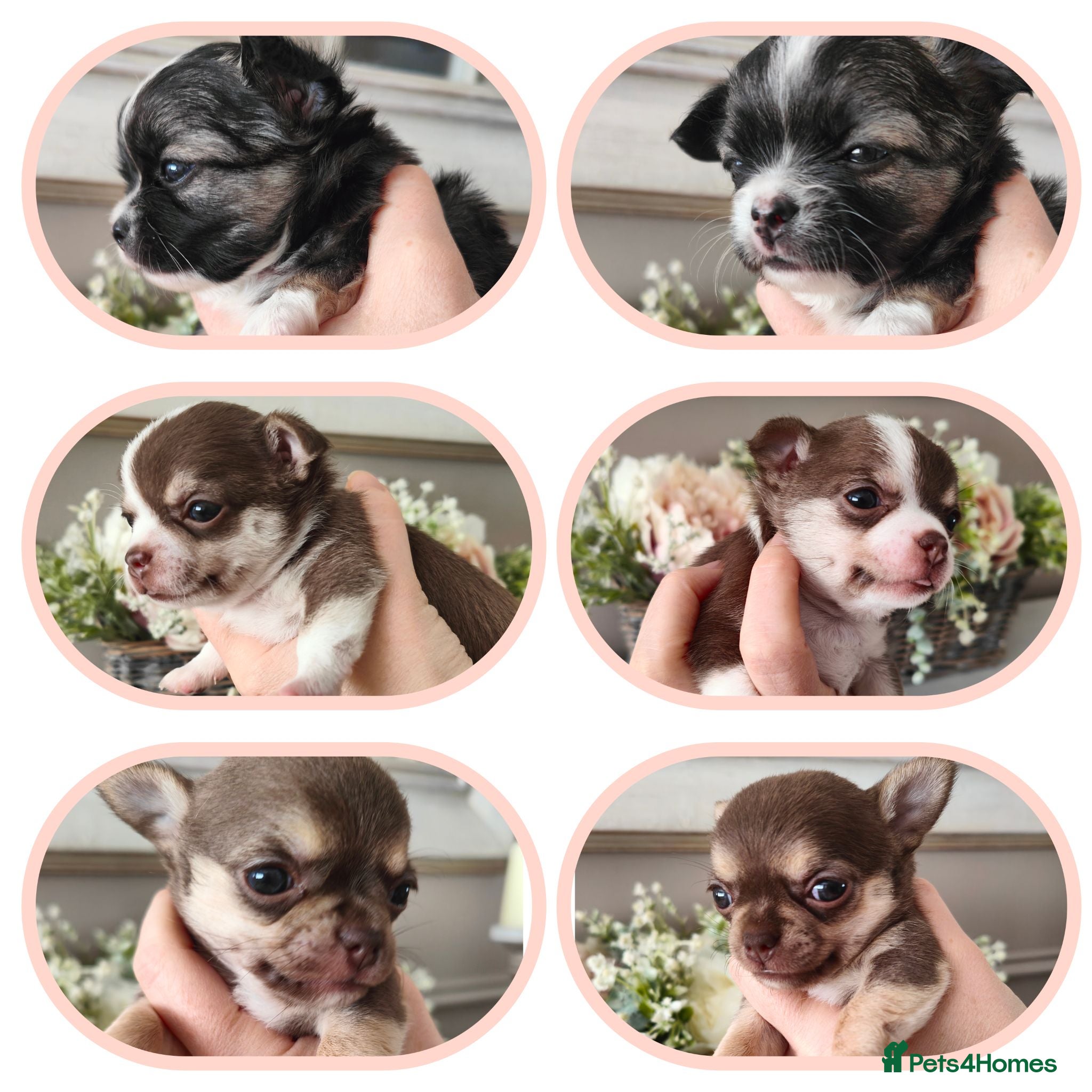 Chihuahua dogs 🌻Cute purebred chihuahua puppies🌻 - Advert 3