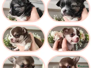 Chihuahua dogs 🌻Cute purebred chihuahua puppies🌻 - Advert 3