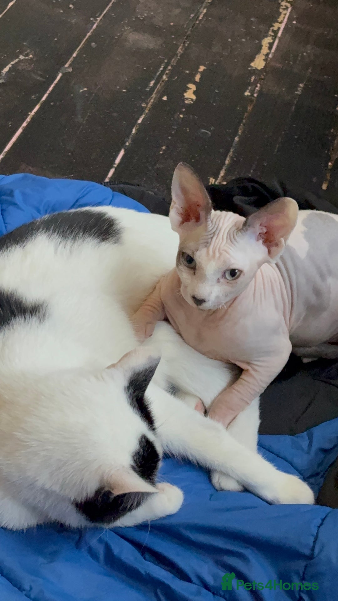 Sphynx cats for sale: Female sphynx cat 5 months old - Advert 3