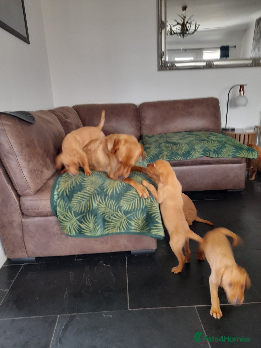 Golden Retriever dogs for sale: Red fox labrador puppy's  - Image 2