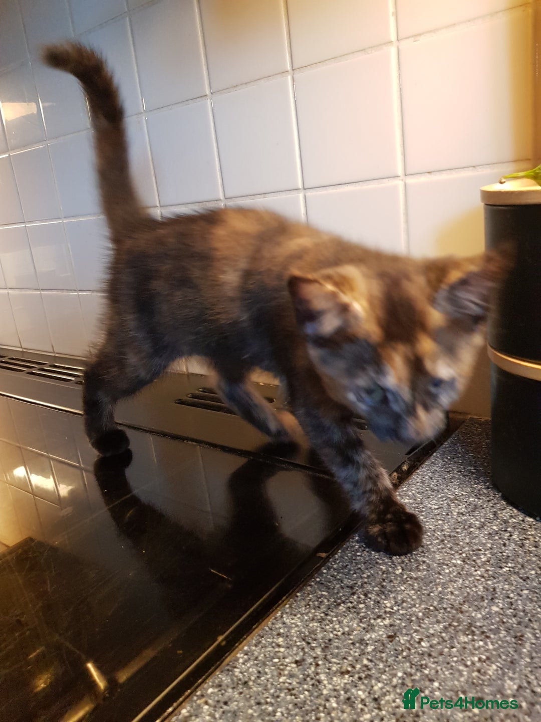 Brazilian Shorthair cats for sale: 9 week old kitten female.  - Advert 5