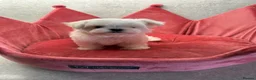 Maltese dogs for sale: KC Reg Korean Maltese Puppies - Advert 3