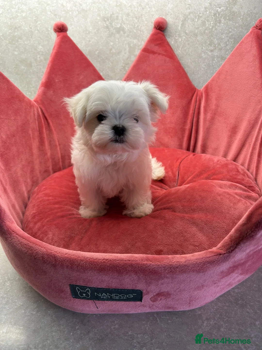 Maltese dogs for sale: KC Reg Korean Maltese Puppies - Advert 3