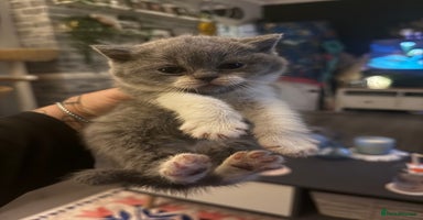 British Shorthair cats in London - Advert 7