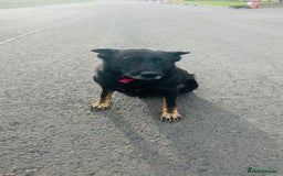 German Shepherd dogs for sale: 🐾 Trained German Shepherd “Cuba”Loving Family Dog - Image 16