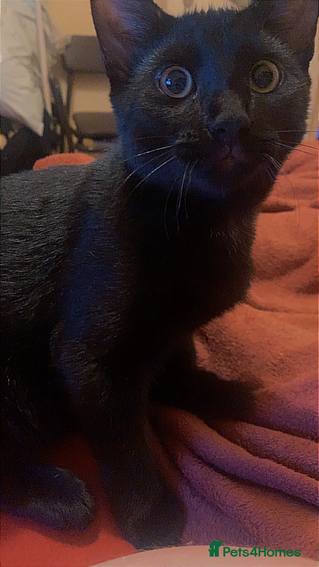 Mixed Breed cats for sale: Two young cats  - Advert 2