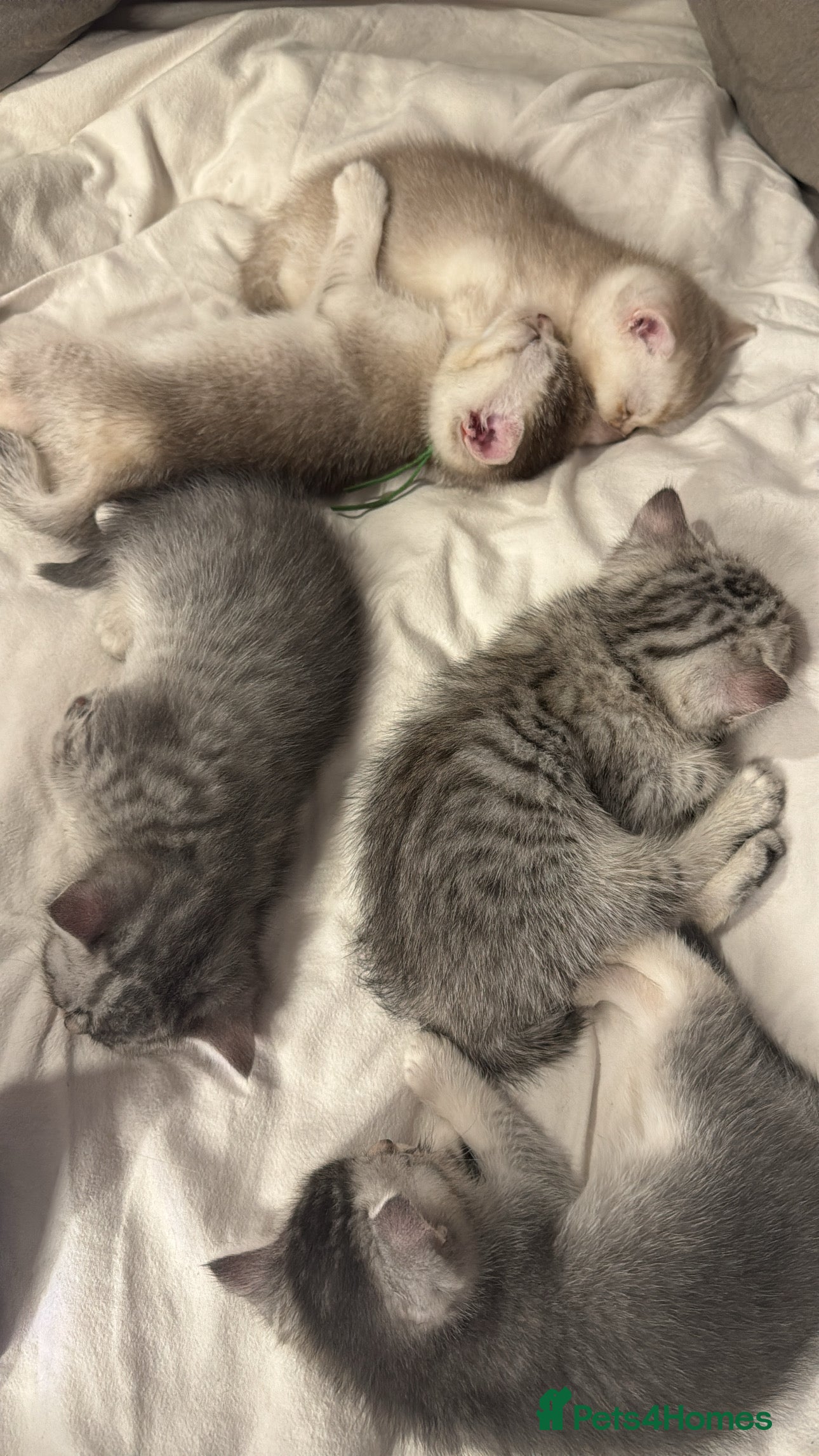 British Shorthair cats 🐾 Beautiful British Shorthair Kittens 🐾 - Advert 12