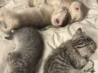 British Shorthair cats 🐾 Beautiful British Shorthair Kittens 🐾 - Advert 17