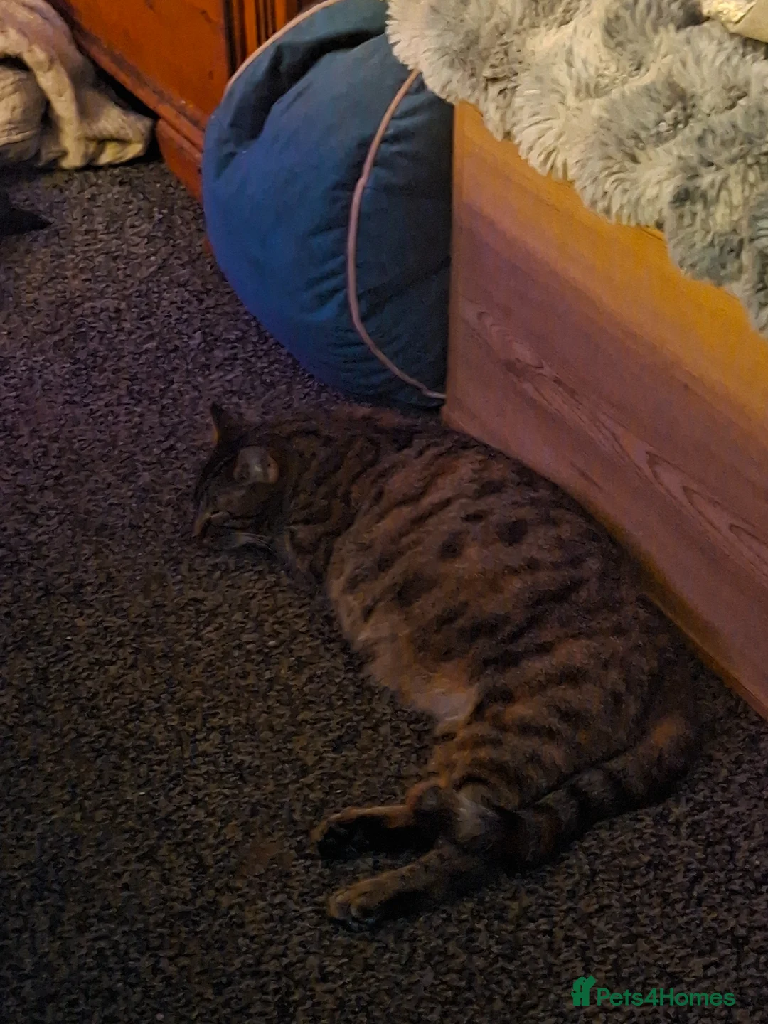 Mixed Breed cats for sale: 10 gorgeous kittens - Advert 9