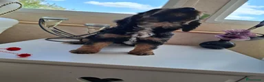 Cavapoo 3