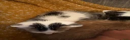 Domestic Shorthair cats for sale: Last lovely boy of a litter  in Bury Saint Edmunds - Advert 6