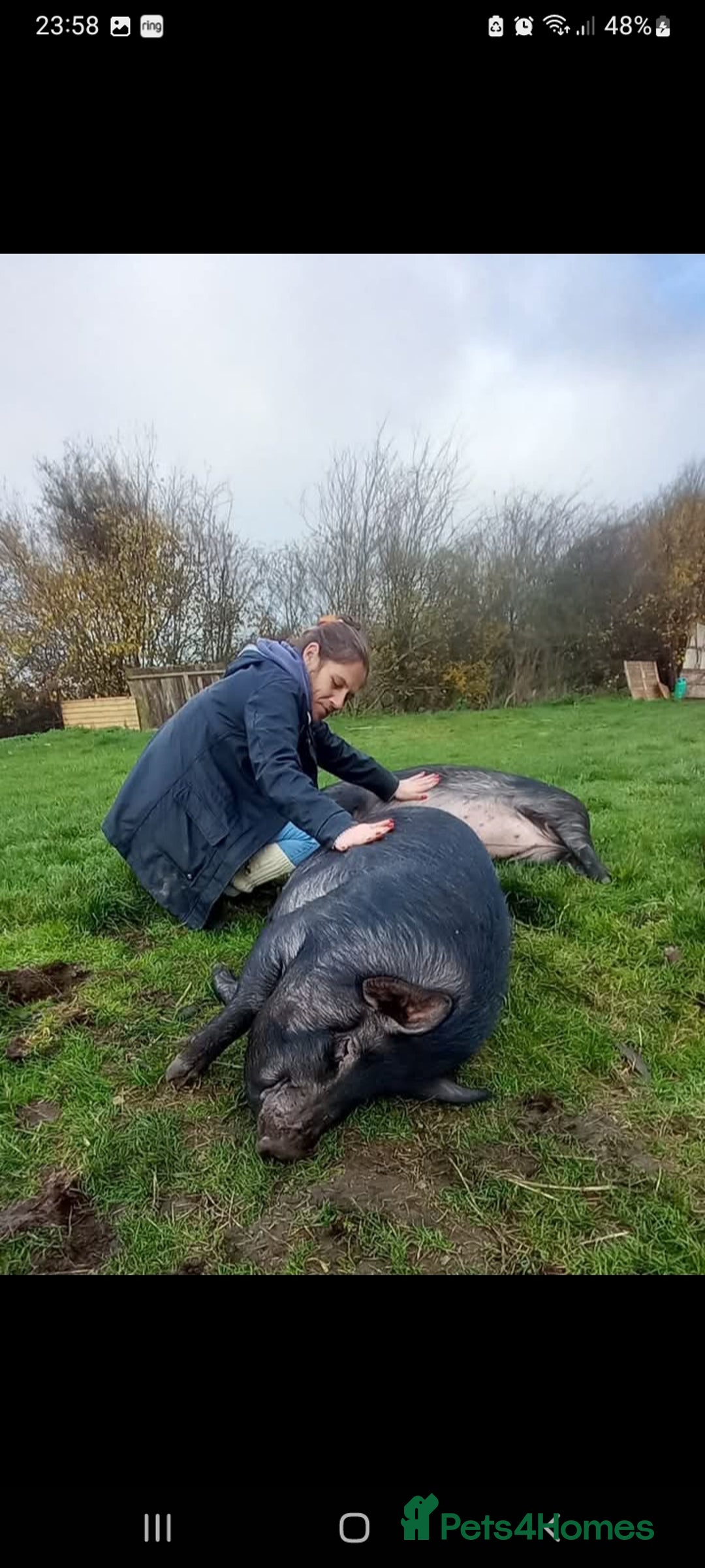 Pig livestock for sale: Ronnie and reggie  - Image 19