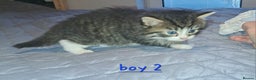 Domestic Shorthair cats for sale: 5 gorgeous kittens for sale  - Advert 40