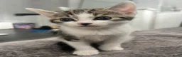 Domestic Shorthair cats for sale: Adorable domestic shorthair kittens  - Advert 2