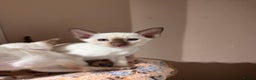Siamese cats for sale: 4 adorable lilac and chocolate point Siamese  - Advert 10