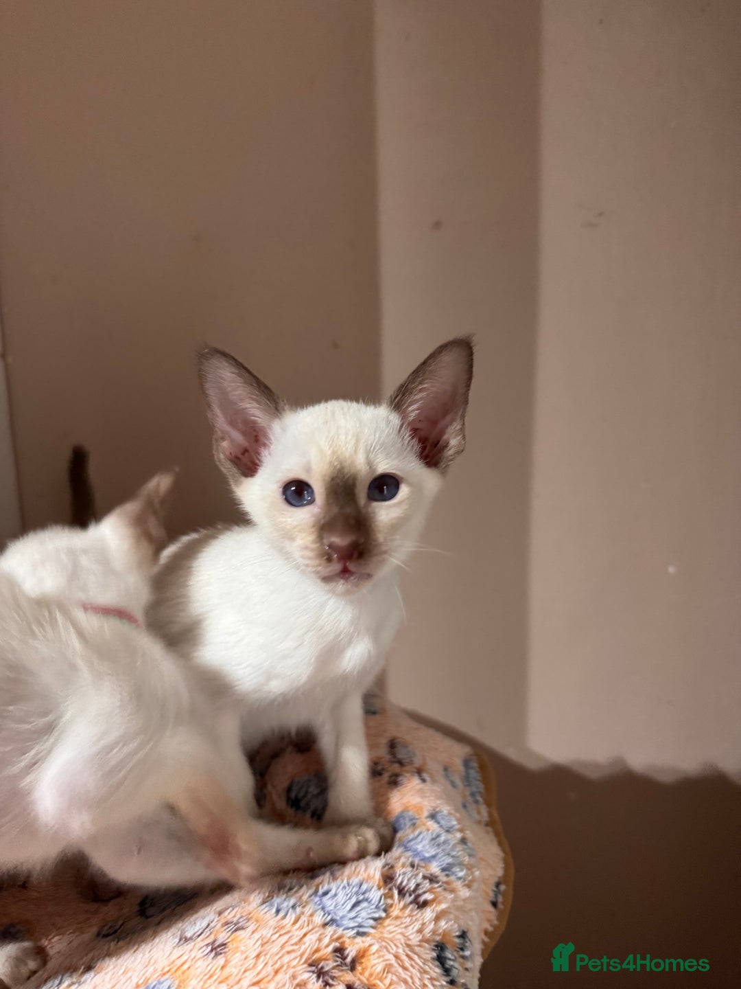 Siamese cats for sale: 4 adorable lilac and chocolate point Siamese  - Advert 10