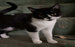 British Shorthair cats for sale: ritish Shorthair Active Breeding Queen (GCCF) - Image 4