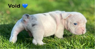 English Bulldog dogs 🌟 health tested parents 🌟  - Advert 2