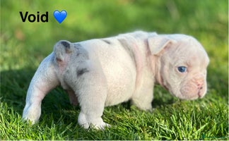 English Bulldog dogs 🌟 health tested parents 🌟 - Advert 2