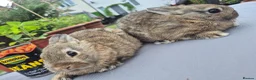 Netherland Dwarf rabbits for sale: Beautifull  netherland  babys - Advert 5