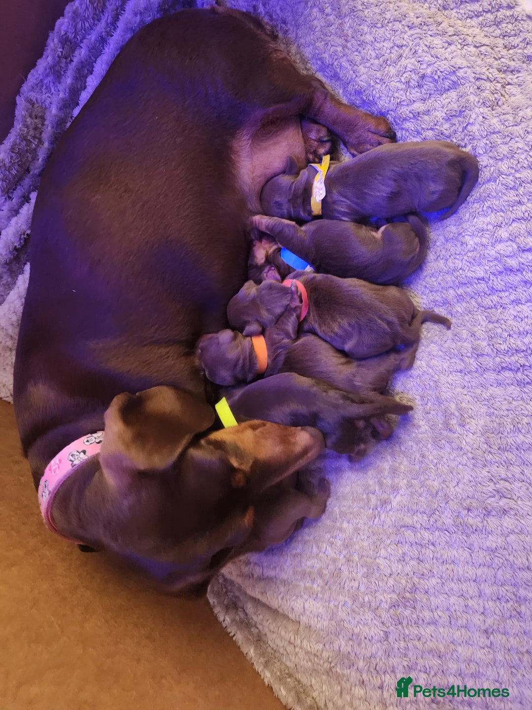 Miniature Dachshund dogs for sale: Chocolate and Tan mini dachshund  - Image 9