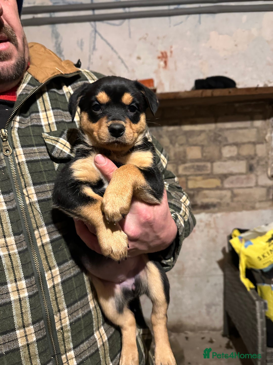 Australian Kelpie dogs for sale: Australian Kelpie Puppies - Advert 4