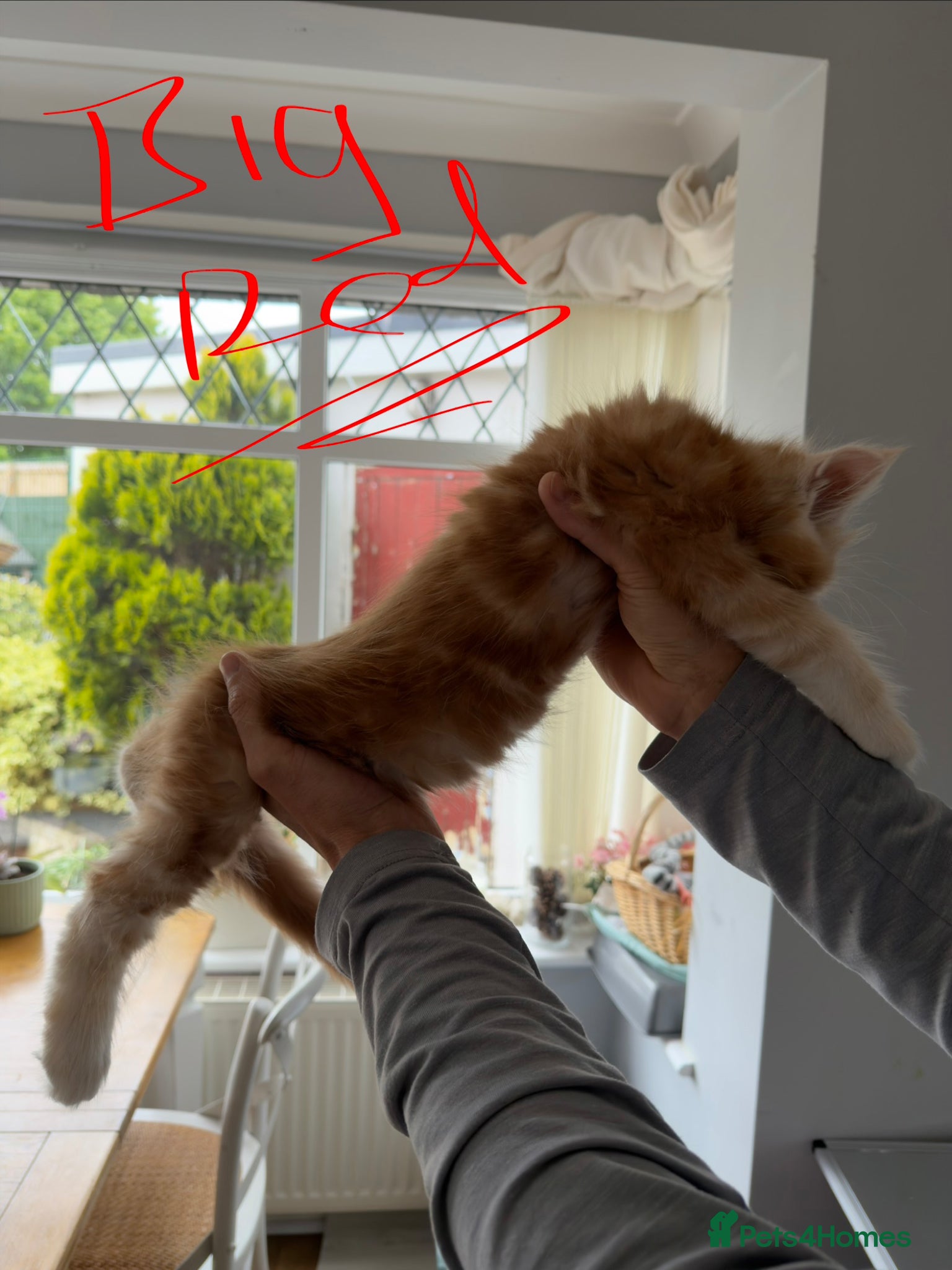 Maine Coon cats TICA registered boys from health tested parents  - Advert 17