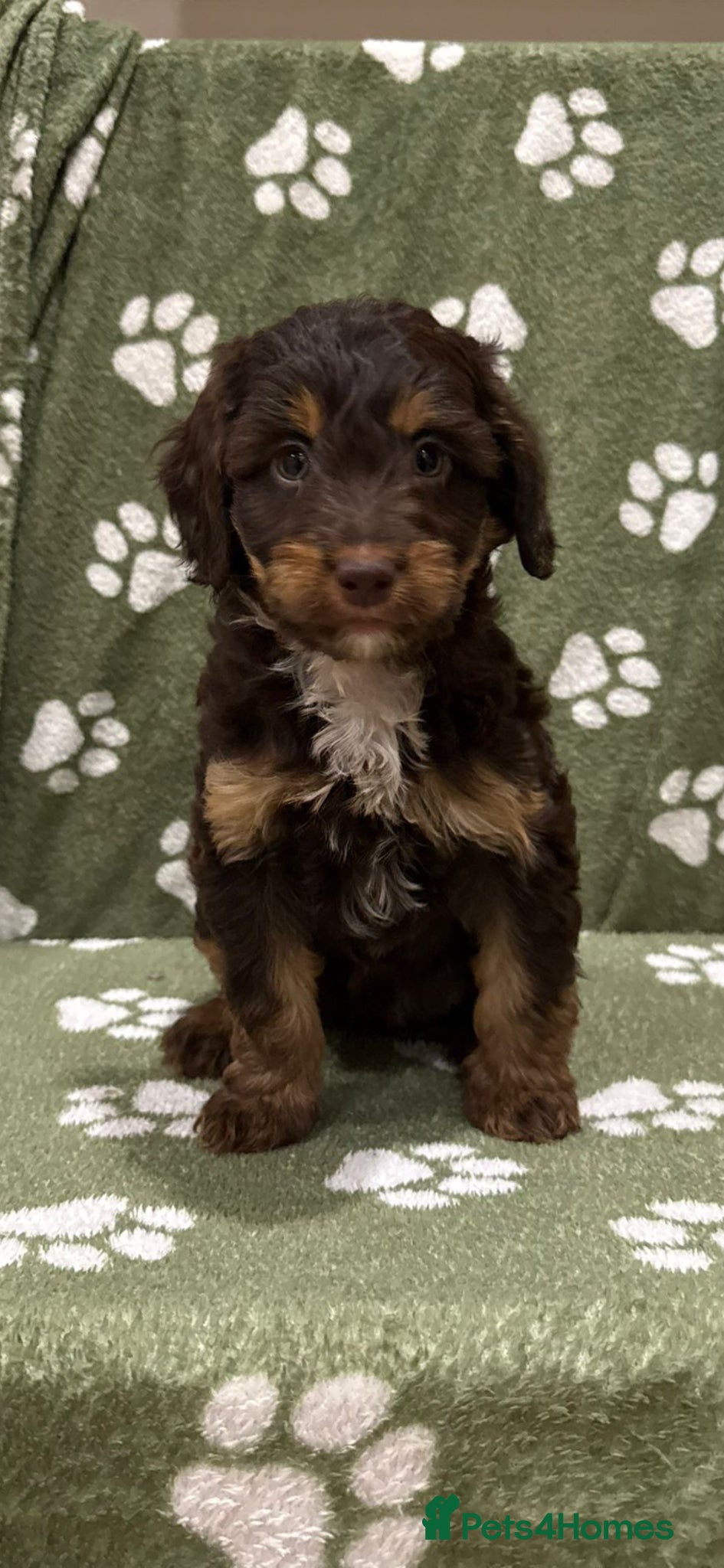 Sproodle dogs for sale: Stunning Sproodle Pups  - Advert 1