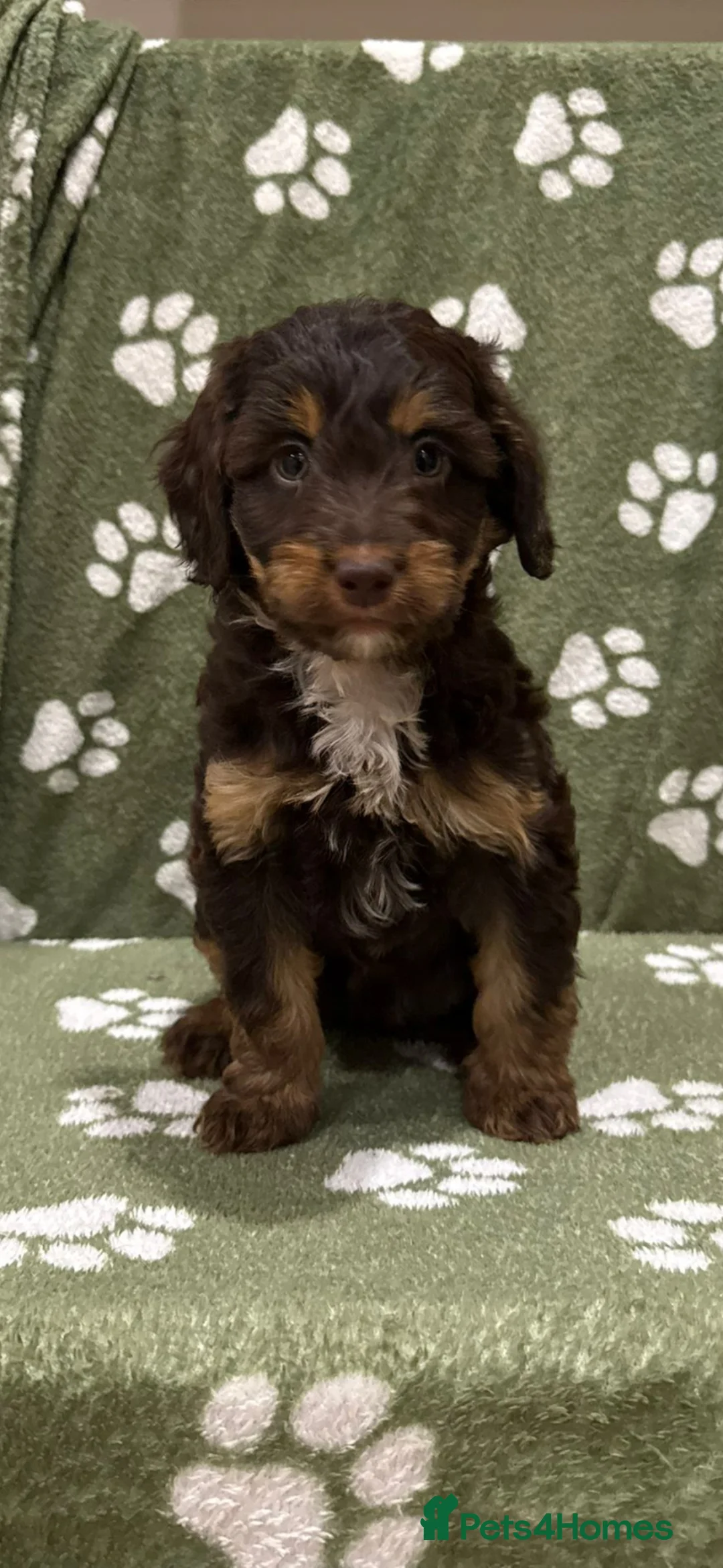 Sproodle dogs for sale: Stunning Sproodle Pups  - Advert 1