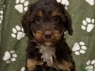 Sproodle dogs for sale: Stunning Sproodle Pups - Advert 1