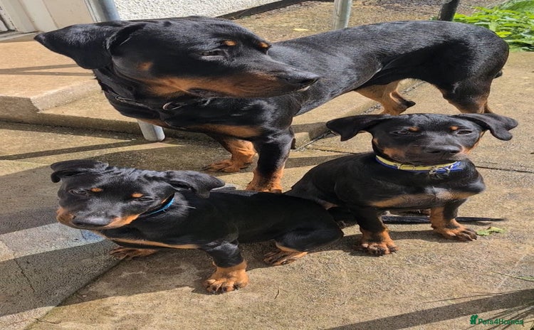 Rottweiler dogs - Advert 4