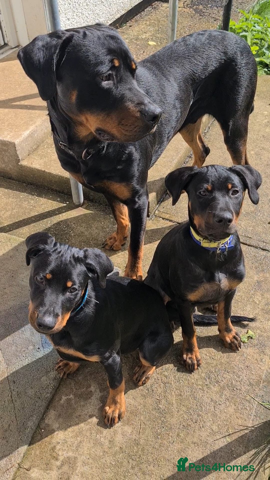 Rottweiler dogs for sale: Healthy Rottweiler puppies ready now  - Image 1