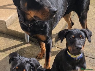 Rottweiler dogs - Advert 6