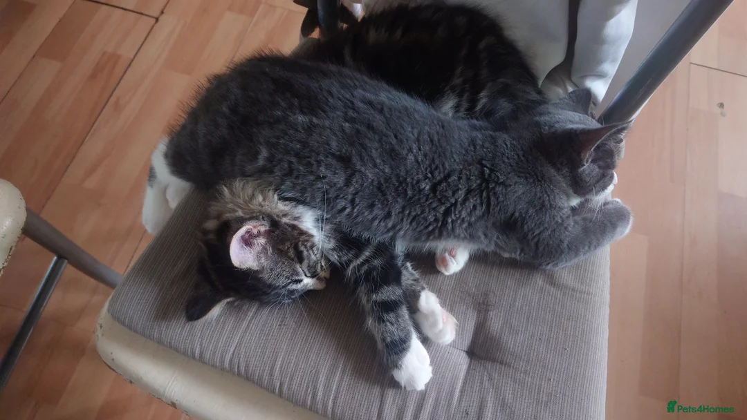 Mixed Breed cats for sale: HWe have 2boys,11 weeks old ready garden house pls - Advert 12