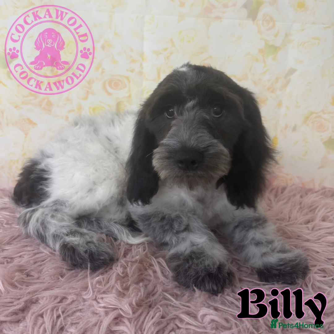 Cockapoo dogs for sale: Exceptional Cockapoo Boys: Ready Now  - Image 11
