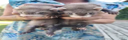 Ferret rodents for sale: Kits for sale in Dartford - Advert 4