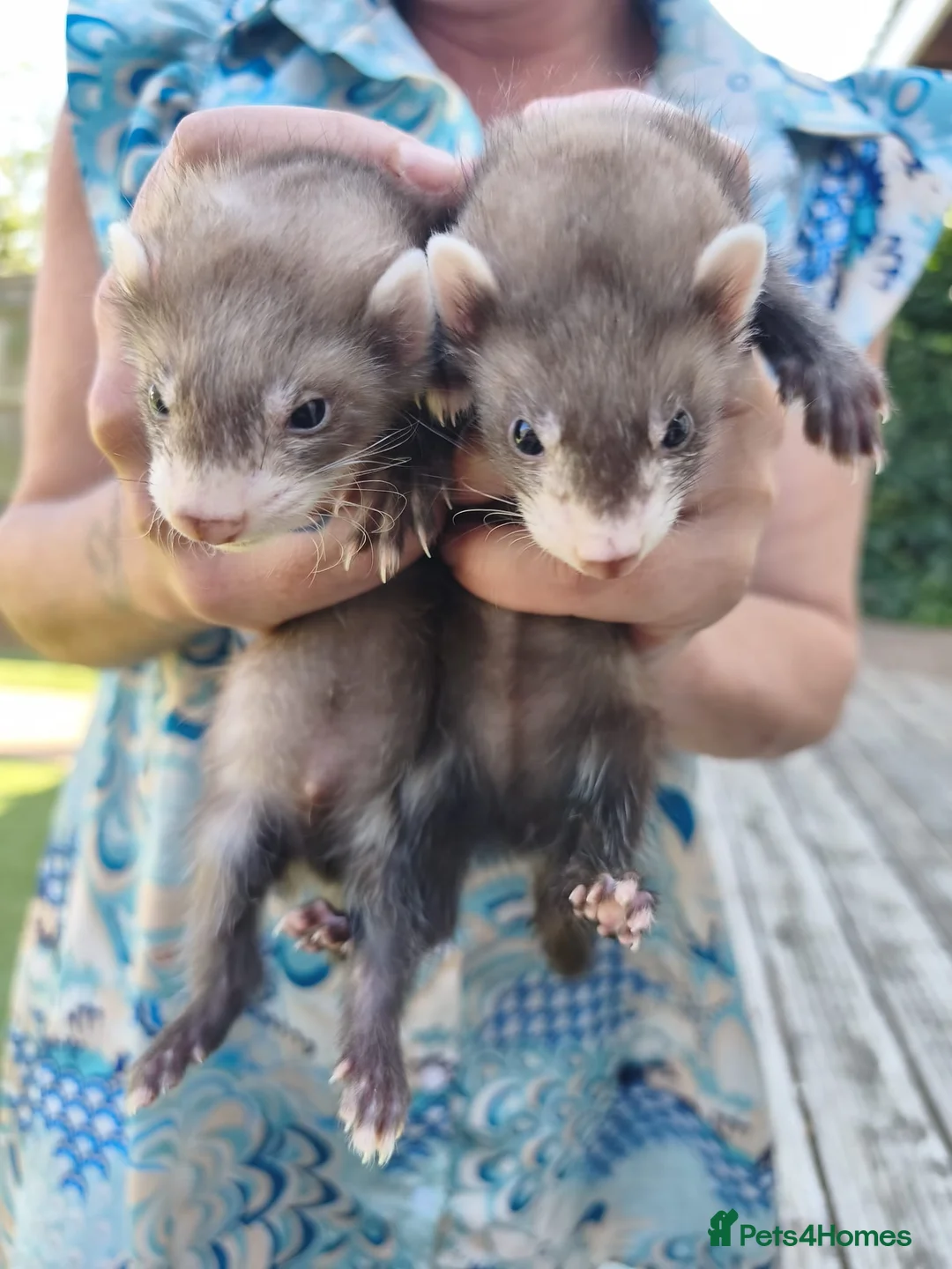 Ferret rodents for sale: Kits for sale in Dartford - Advert 4